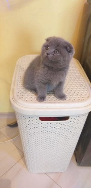 Scottish Fold Blue fată și băiat disponibili imediat! Super ofertă  doar azi 1800 lei! - imagine 2