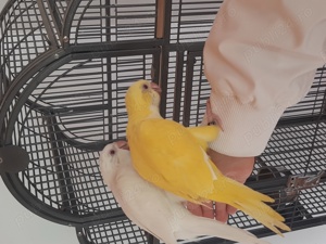 Papagali  Călugări blânzi și iubitori  - imagine 4  Papagali  Călugări blânzi și iubitori  - imagine 4