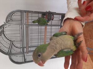 Papagali  Călugări blânzi și iubitori  - imagine 5  Papagali  Călugări blânzi și iubitori  - imagine 5