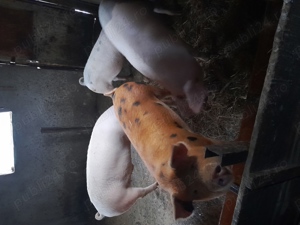 Porci de vânzare  - imagine 2