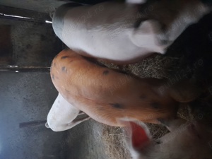 Porci de vânzare  - imagine 3