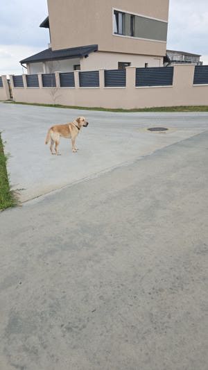 Mascul Labrador Retriever - imagine 3