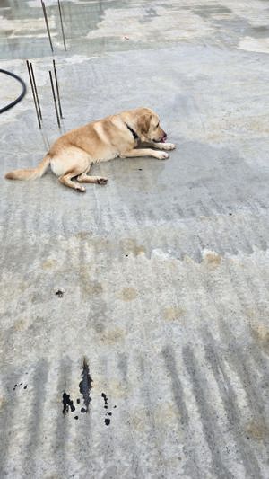 Mascul Labrador Retriever - imagine 4