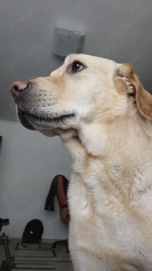 Mascul Labrador Retriever - imagine 2