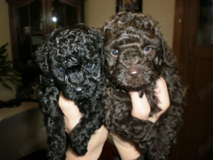 Căței Caniche Pudel Barboncino disponibili imediat  - imagine 3