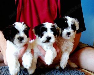 Căței Caniche Pudel Barboncino disponibili imediat  - imagine 2