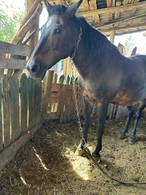 vând iapa s-au schimb cu remorca tractor 5t