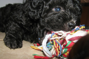 Ofertă unica! Căței Caniche disponibili imediat!