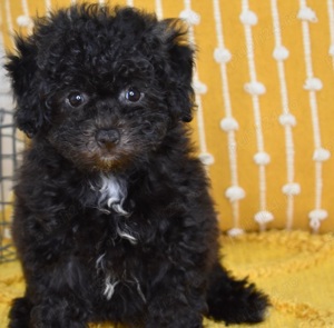 Căței Pudel disponibili acum! - imagine 4