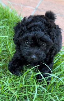 Căței Pudel disponibili acum! - imagine 2