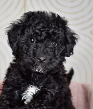 Căței Pudel disponibili acum! - imagine 3