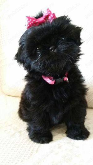 Catei Shih-tzu 