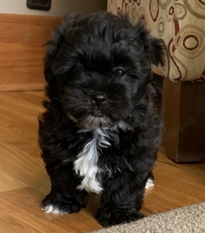 Catei Shih-tzu  - imagine 5