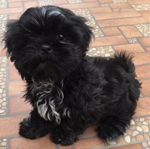 Catei Shih-tzu  - imagine 4