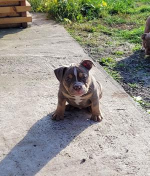 Vând pui American Bully!