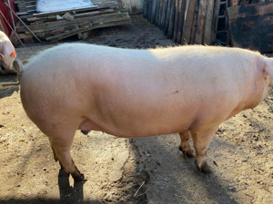 Ultima disponibilă de Craciun 