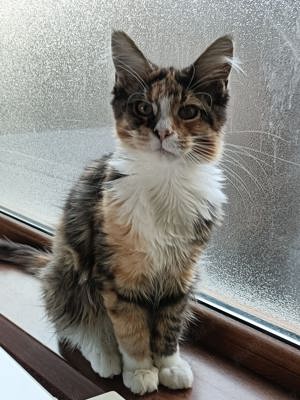 Pui Maine Coon cu pedigree - imagine 4