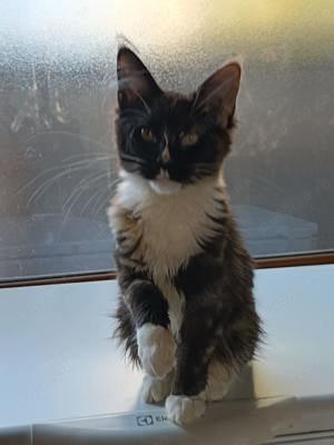 Pui Maine Coon cu pedigree - imagine 5