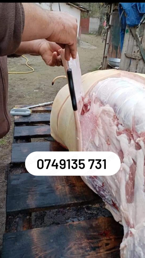 Porci de carne crescuți cu porumb de la 110.kg 120.kg 130.kg 140.150.kg preț.12.lei kg  - imagine 2