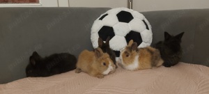 Iepurași pitici cap de leu  - imagine 3