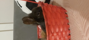 Iepurași pitici cap de leu  - imagine 4