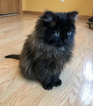 Puiuț Siberiană de pădure superb! - imagine 2