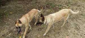 Catei Ciobanesc Belgian Malinois