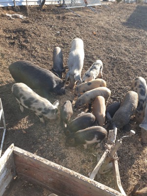 Vând purcei diferite vârste , crescuți pe boabe