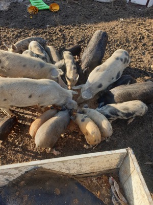 Vând purcei diferite vârste , crescuți pe boabe  - imagine 2