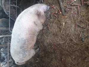 Porci pentru sacrificare carne bio - imagine 3