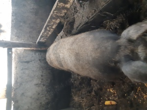 Porci pentru sacrificare carne bio - imagine 2