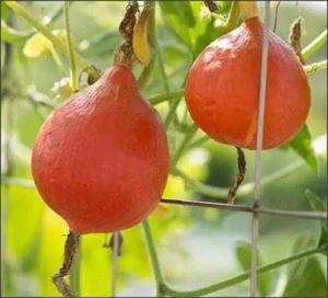 20 seminte Dovleac Uchiki Kuri coaja comestibila cremos - imagine 2