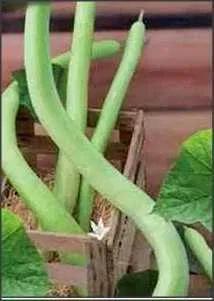 20seminte dovlecel la metru Zucchini Snake ornamental, gatit