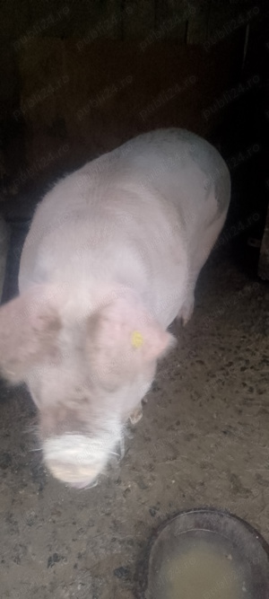 De vanzare - imagine 4