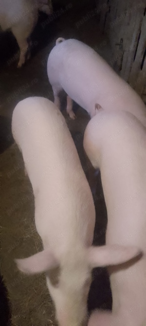 Porci rasa de carne