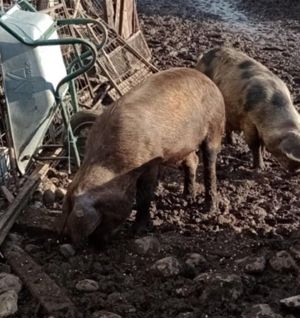 De vânzare porc rasă Duroc - carne de calitate superioară! - imagine 3