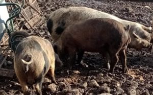 De vânzare porc rasă Duroc - carne de calitate superioară! - imagine 2