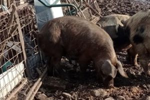 De vânzare porc rasă Duroc - carne de calitate superioară! - imagine 4