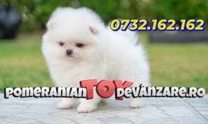 Pomeranian de vanzare cu Factura,Carnet,Microcip in caz de pierdere sau furt,Livrare la Bucuresti