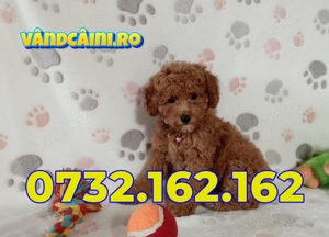 Firma Autorizata-Caniche MINI Poodle TOY de vanzare cu Factura,Microcip,Livrare la Constanta - imagine 2