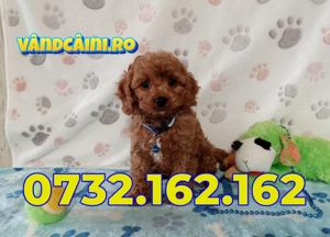 Firma Autorizata-Caniche MINI Poodle TOY de vanzare cu Factura,Microcip,Livrare la Constanta - imagine 3