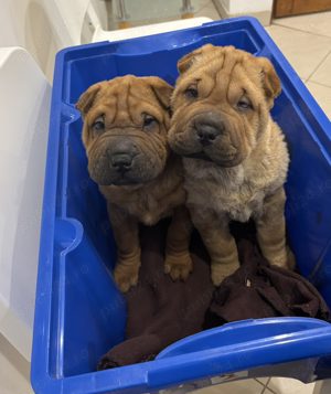 Pui din rasa shar-pei sharpei shar pei