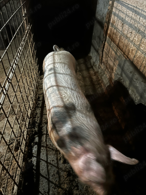 porc de carne 170 kg - imagine 3 porc de carne 170 kg - imagine 3