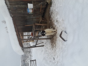 Vand ciobanesc de bucovina