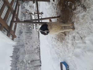 Vand ciobanesc de bucovina - imagine 2 Vand ciobanesc de bucovina - imagine 2