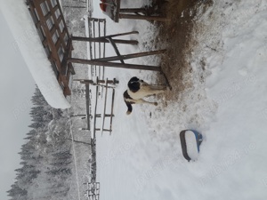 Vand ciobanesc de bucovina - imagine 3 Vand ciobanesc de bucovina - imagine 3