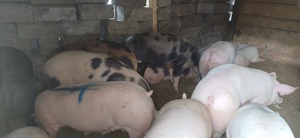 Porci de casa bioo - imagine 4