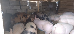 Porci de casa bioo - imagine 3