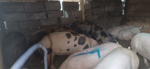 Porci de casa bioo - imagine 2