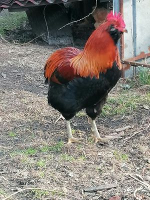 cocosi de vanzare araucana - imagine 2 cocosi de vanzare araucana - imagine 2